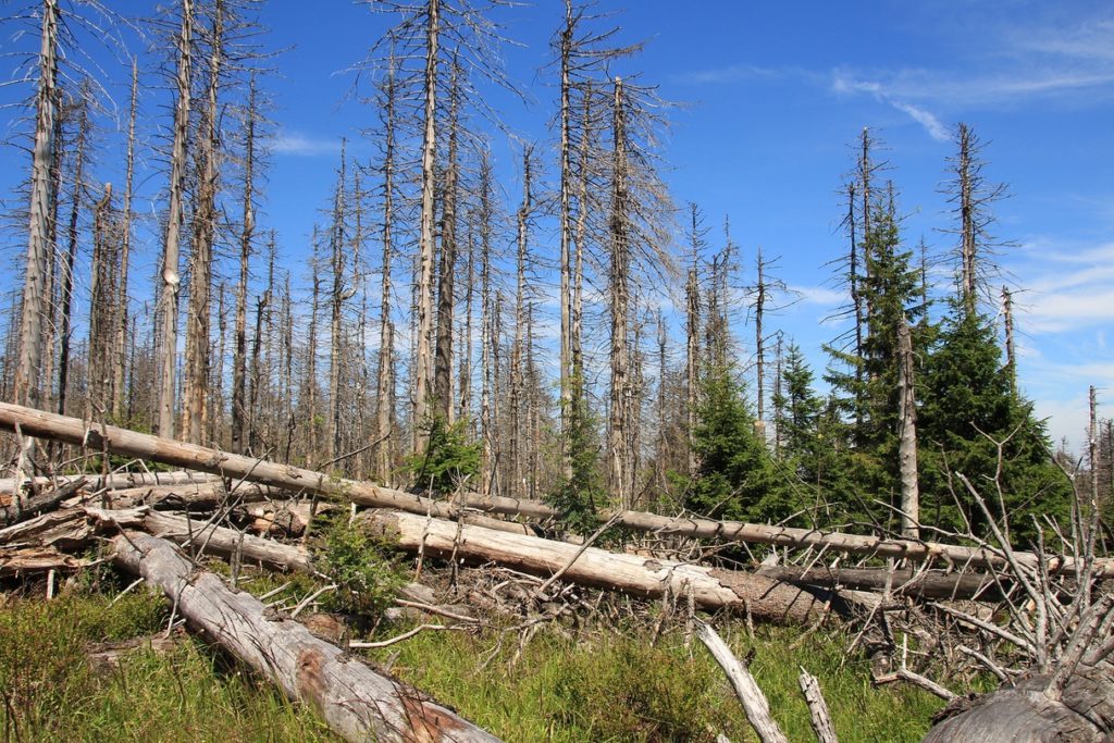 Nationalpark-Harz-Waldwandel