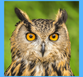 Atomenergie ist doch klasse - was wollt ihr eigentlich